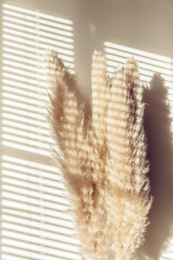 Découverte de la fleur de la pampa