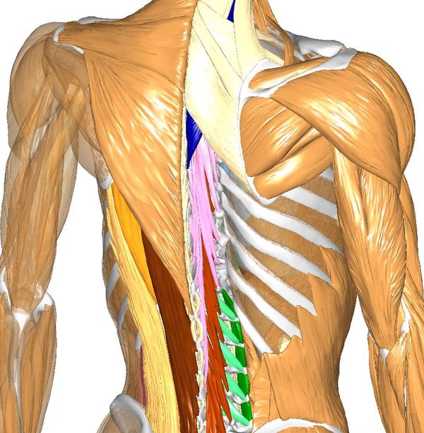 Dystrophie musculaire: Comprendre les causes, symptômes et options de traitement